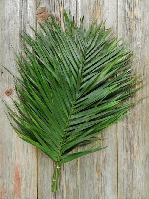 TEPE PALM  GREEN 